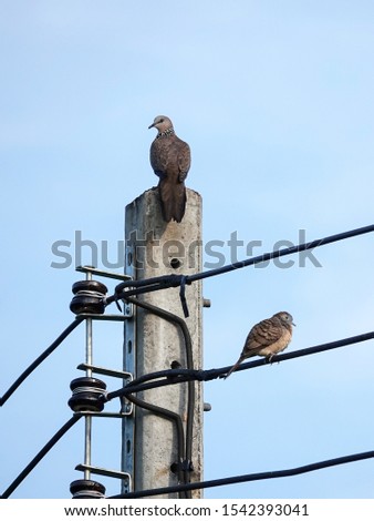 Two birds sitting on utility pole in the morning. Spotted dove (Spilopelia chinensis) and Zebra dove (Geopelia striata) or barred ground dove perched on a powerline against blue sky background.    