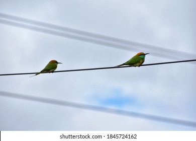 Two Birds Sitting On A Wire.