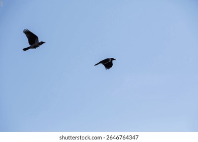 Two birds are soaring gracefully through a clear blue sky, their wings spread wide as they glide effortlessly on the wind currents