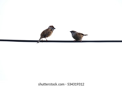 Two Birds Standing On The Wire