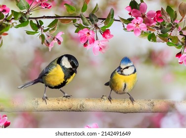 Two Birds Tit And Azure Are Sitting Side By Side On The Branches Of An Apple Tree With Pink Flowers In A Spring May Garden