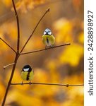two birds tit and lapis lazuli sitting on branches a tree on a sunny autumn day