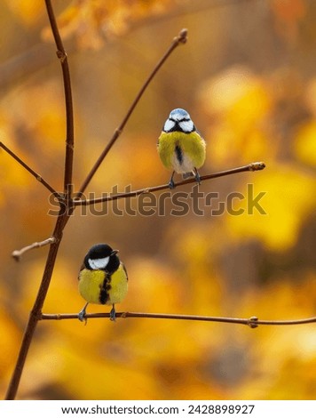 two birds tit and lapis lazuli sitting on branches a tree on a sunny autumn day