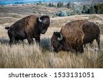 Two bison are fighting with each other at the National Elk and Bison range in Montana.
