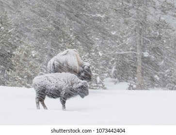 two bison in the forest are covered in snow standing in a windy blizzard in Yellowstone National Park