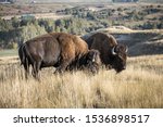Two bison are grazing on grass at the National Elk and Bison range in Montana.