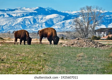 Two Bison In Sheridan Wyoming