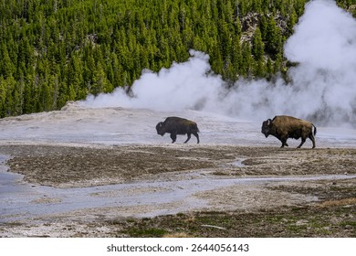  Two Bison Walking in Front of Old Faithful