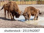Two bisons are fighting in the park.