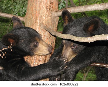 Two Black Bear Cubs Playing In A Tree