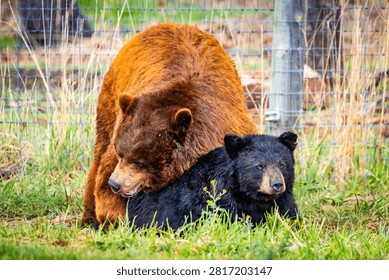 Two black bears during mating behavior at Bear Country USA sanctuary in South Dakota.