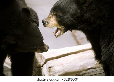 Two Black Bears Fighting.