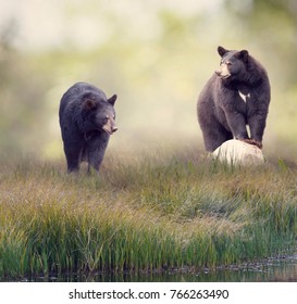 Two Black Bears In The Grass Near Water