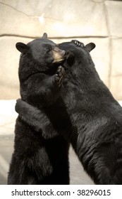 Two Black Bears Hugging Each Other.