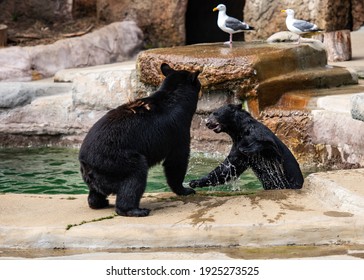 Two Black Bears Palying In The Water