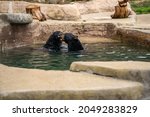 Two black bears playing in the pool, San Francisco Zoo