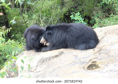 Two Black Bears Seating And Taking Rest 