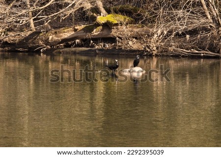 Two black birds, one on a rock and one standing in the water, with a duck on a log in the background in the Nahe River on a sunny winter day in Germany.