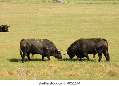 Two black bulls fighting for cows in field