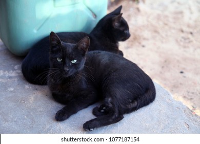 Two Black Cats