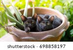 two black cats lay down on the flowerpot and look at you