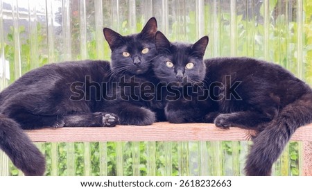 Two black cats lying close together, looking at camera. 