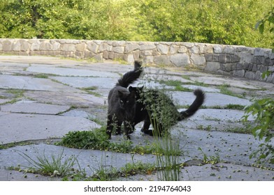 Two Black Cats On A Walk