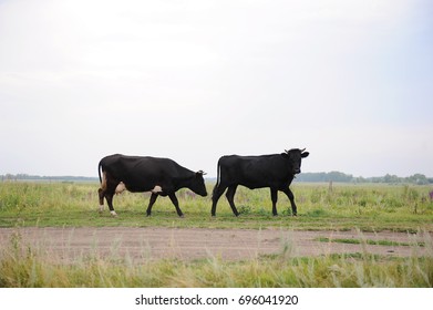 Two black cows go on the road through the field