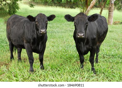 Two Black Cows Grazing In Australia,New South Wales