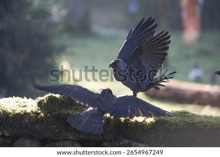Two black Crows birds communicating