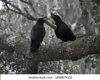 Two Black Crows In A Gray Wood