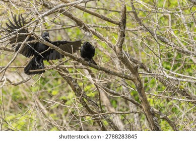Two Black Crows Interacting In Tree Branches