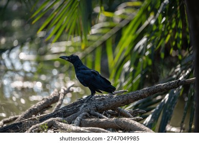 Two black crows perch on branches of a flowering tree in Chatuchak Park Bangkok Thailand during daylight.
