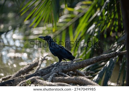 Two black crows perch on branches of a flowering tree in Chatuchak Park Bangkok Thailand during daylight.