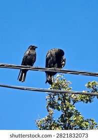 Two Black Crows Perched on Utility Wires Against a Clear Blue Sky with Copy Space