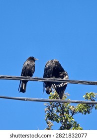 Two Black Crows Perched on Utility Wires Against a Clear Blue Sky with Copy Space