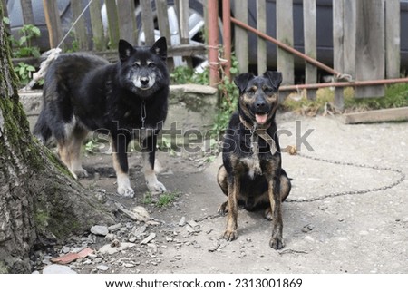 Two black dogs tied with a chain