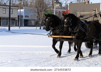 Two black draft horses pulling a wagon in winter with Christmas decorations