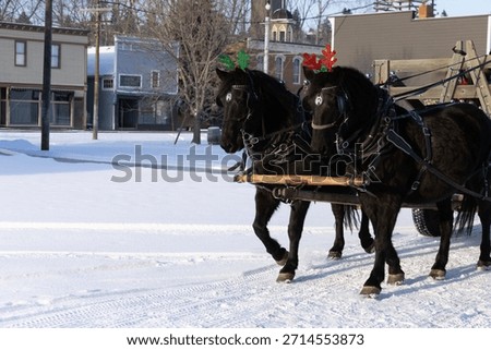 Two black draft horses pulling a wagon in winter with Christmas decorations