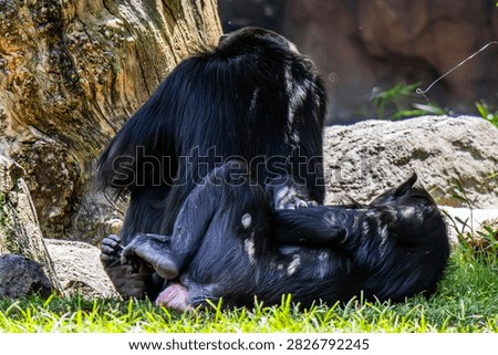 Two black gorillas are lying under a shade tree on green grass