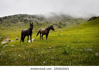 Two Black Horses At Green Hills In Tian Shan Mountains Of Kazakhstan, Central Asia. Wild Animal Outdoor At Rain And Fog