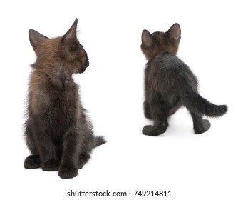 ねこ 後ろ姿 の画像 写真素材 ベクター画像 Shutterstock ねこ 後ろ姿 の画像 写真素材 ベクター画像 Shutterstock