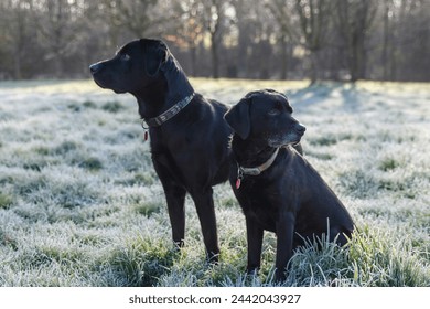 Two Black Labrador dogs sat on the frosty grass in springtime. Beautiful dogs with shiny coat captured in sunlight, woodland background. Working gun dogs. Copy space.