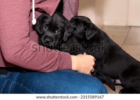 Two black Labrador puppies on the lap, seeking comfort.
