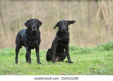 two black labradors in the park