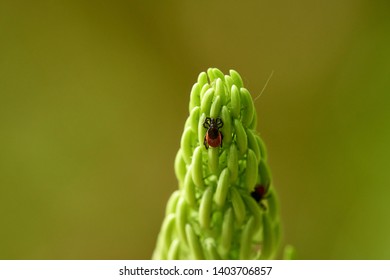 Two Black Legged Ticks (Ixodes Ricinus) Crawling On Plant Against Green Natural Background.