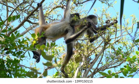 two black monkey on a tree