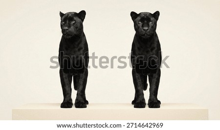 Two black panthers standing side by side in studio, full body front view of powerful wild big cats isolated on light background with symmetrical composition.