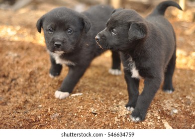 Two Black Puppies Running On Sawdust Near Their Mom Dog.