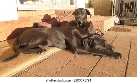 can two brown dogs have black puppies